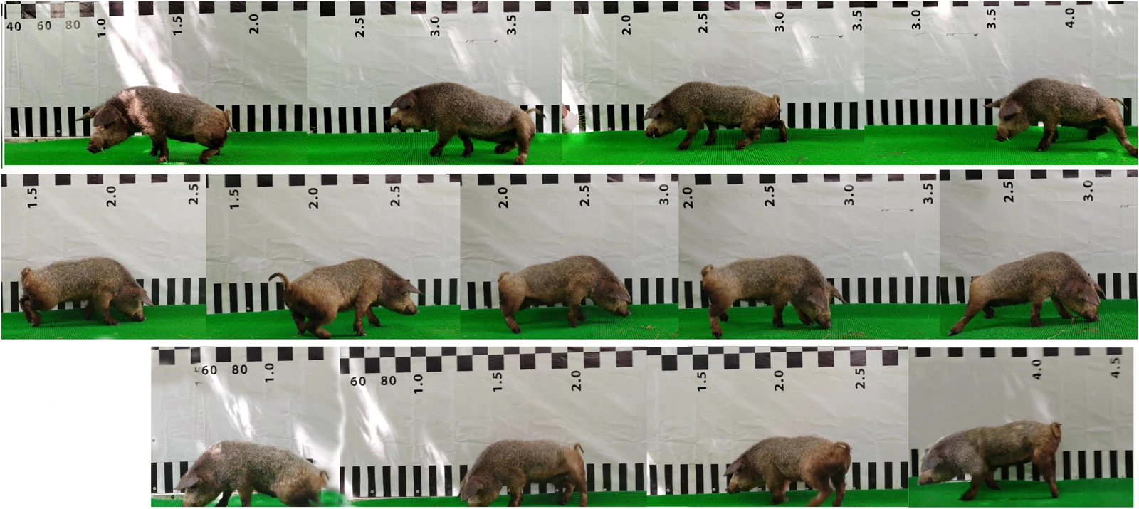 Published gait sequence showing the same treated pig walking at days 10, 21 and 40, arranged in three rows.